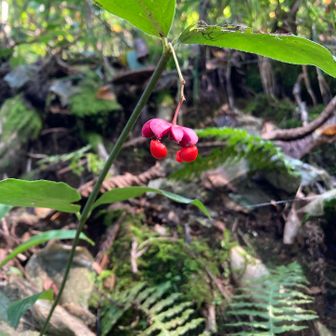 マユミかな？
色が綺麗