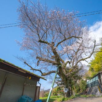 だいぶ枝切られてますけどね