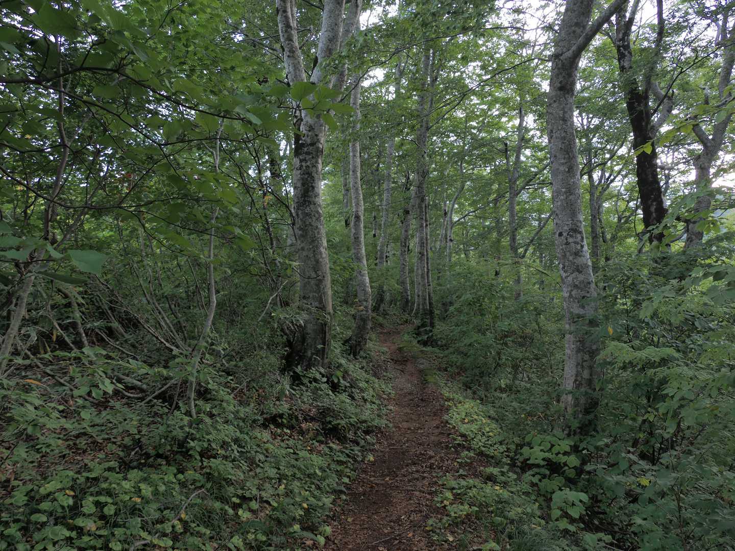 ブナ帯コースというだけあってぶなぶなしい道🌳

時たま倒木があったけど、そこまで急ではなかったです。