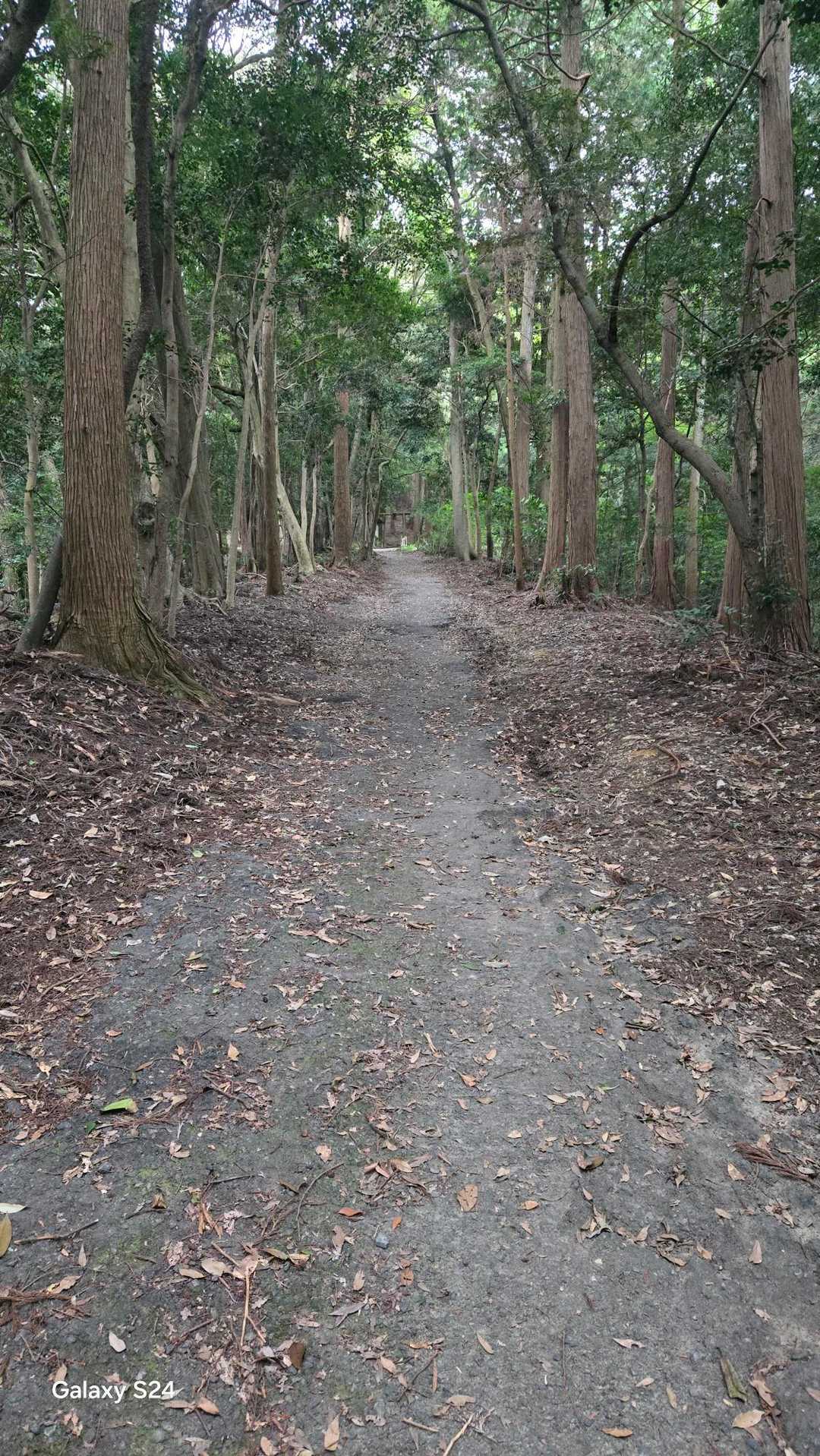 この坂が地味にキツイ😰