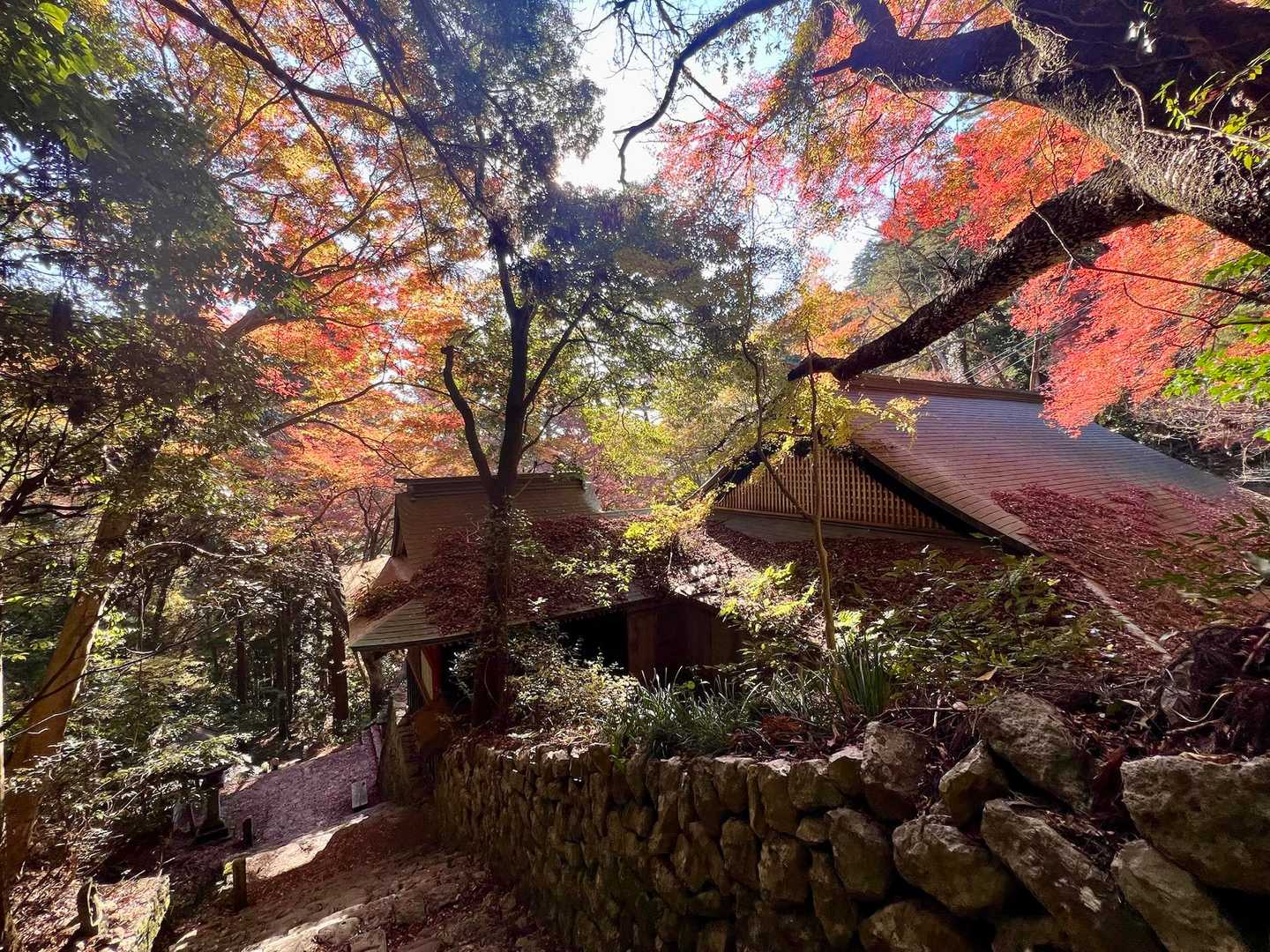 🍁