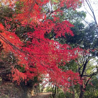 下山中真っ赤な紅葉🍁綺麗