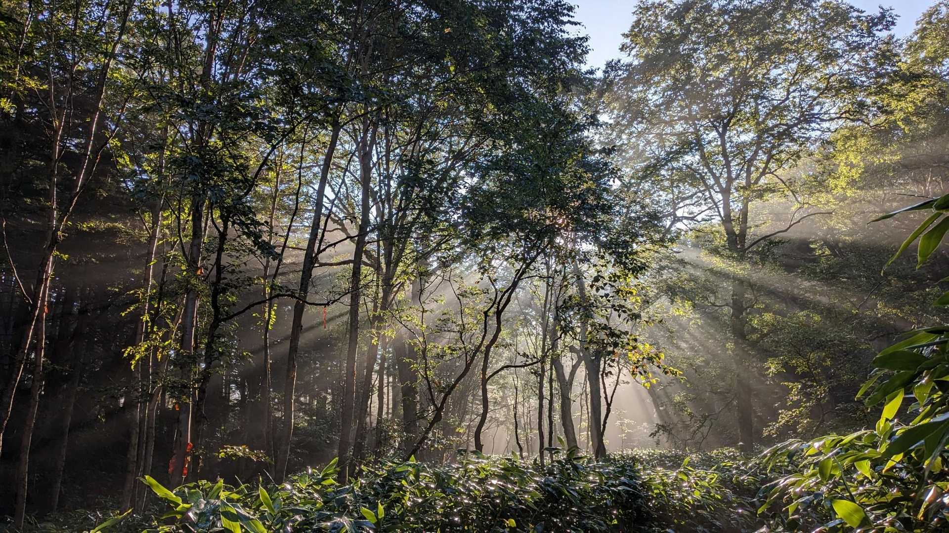 裏志賀山-志賀山神社-鉢山 周回コースの写真