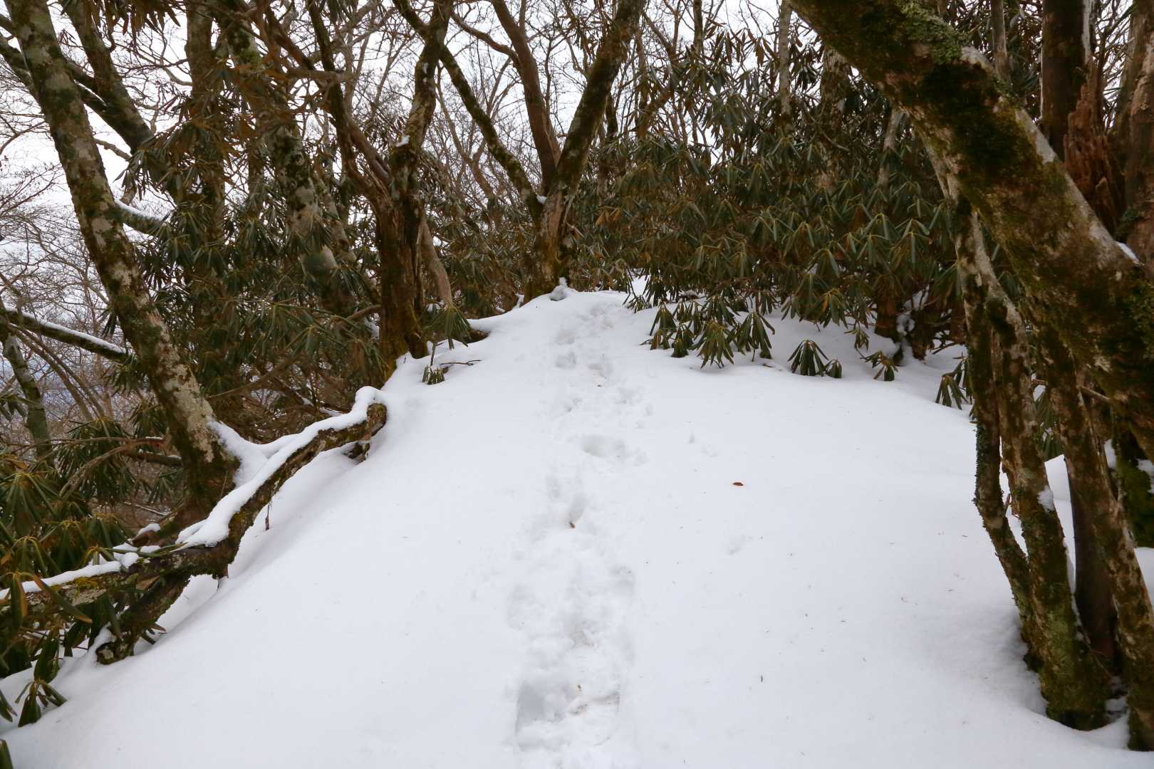 フカフカの雪が気持ちいい
久連子古代の里に駐車して
茶臼山から縦走されてた女性は
ここを歩かれたのだろう
いつか私も縦走してみたい
