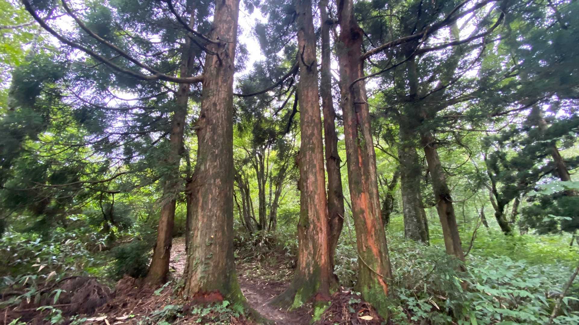 急いで恐羅漢山へ