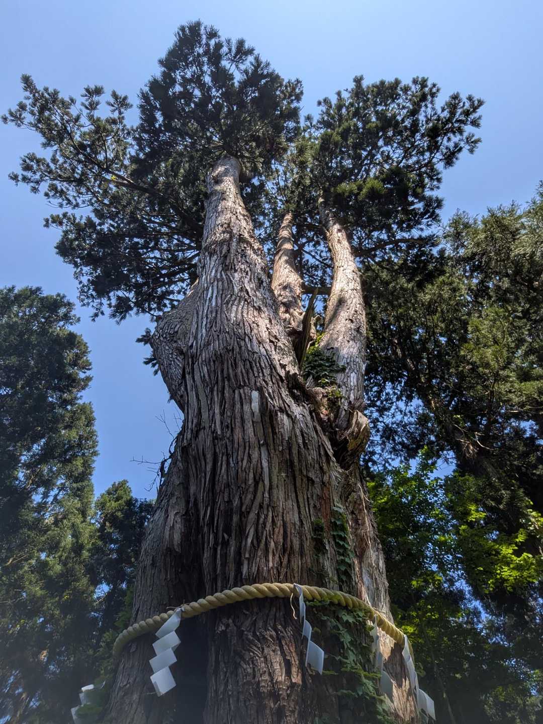 青龍寺登山口-金峯山-鎧ヶ峰 周回コースの写真