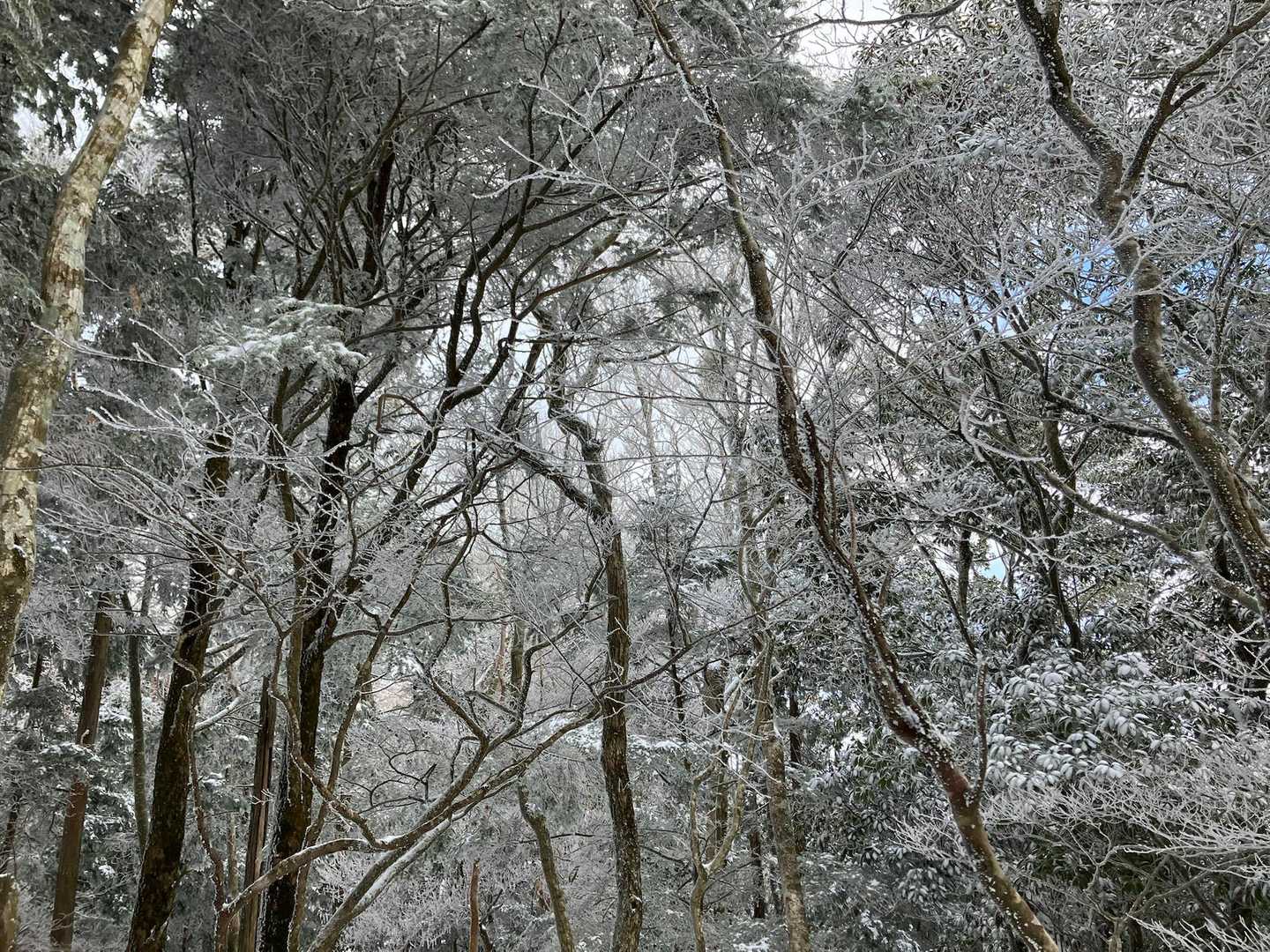 見上げれば少し霧氷
