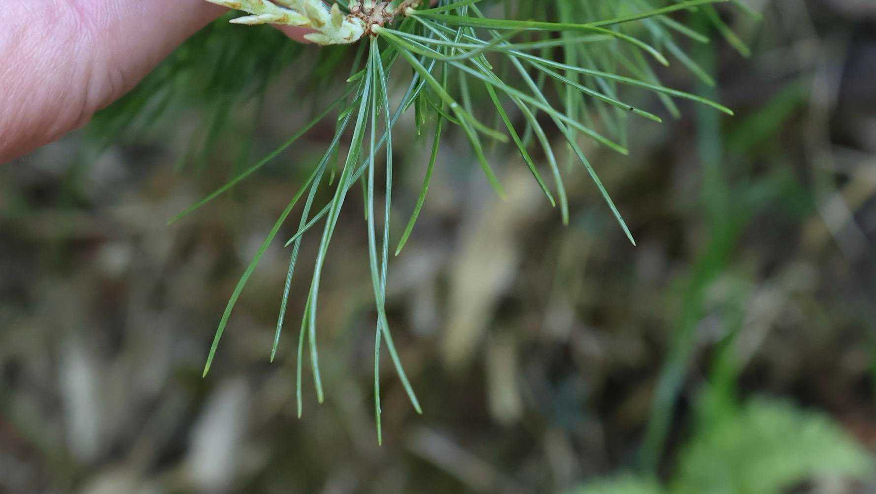 と思ったらすぐそこに🌿
わかりにくいですが5枚だと思います
peauにゴヨウマツは葉っぱが5枚の五葉と教えたら、私と同じで「御用だ、御用だ」のほうだって思ったって🤣