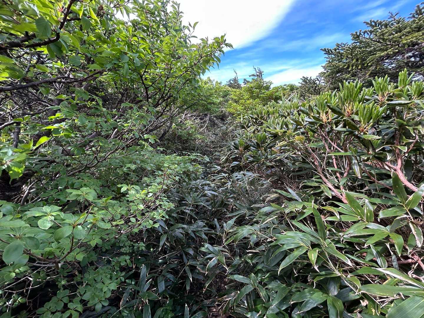こういう道が続く🌿