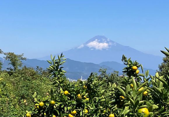 有度山　絵付け 有度山（静岡・307m）| 登山ルート・天気 | YAMAP / ヤマップ