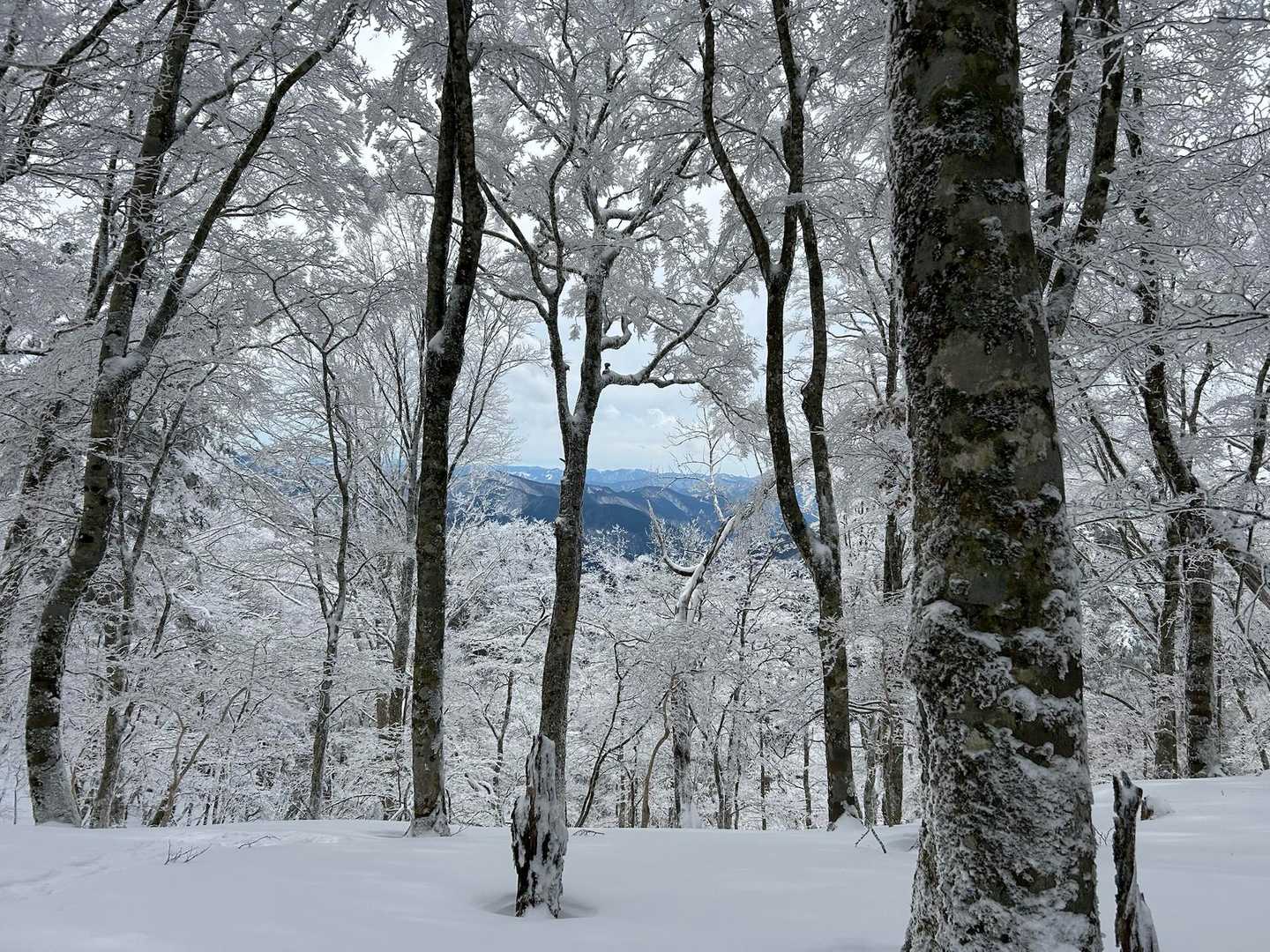 熊渡登山口-弥山 往復コースの写真