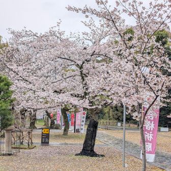 日神山、上宮天満、桜宮満開🌸🌸🌸。