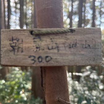 朝見山（峰山）登頂300m