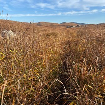 剣山までは藪漕ぎw