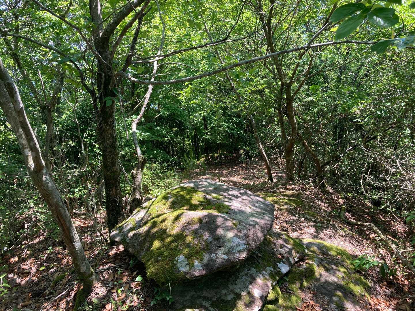 鯨ヶ岳 往復コースの写真