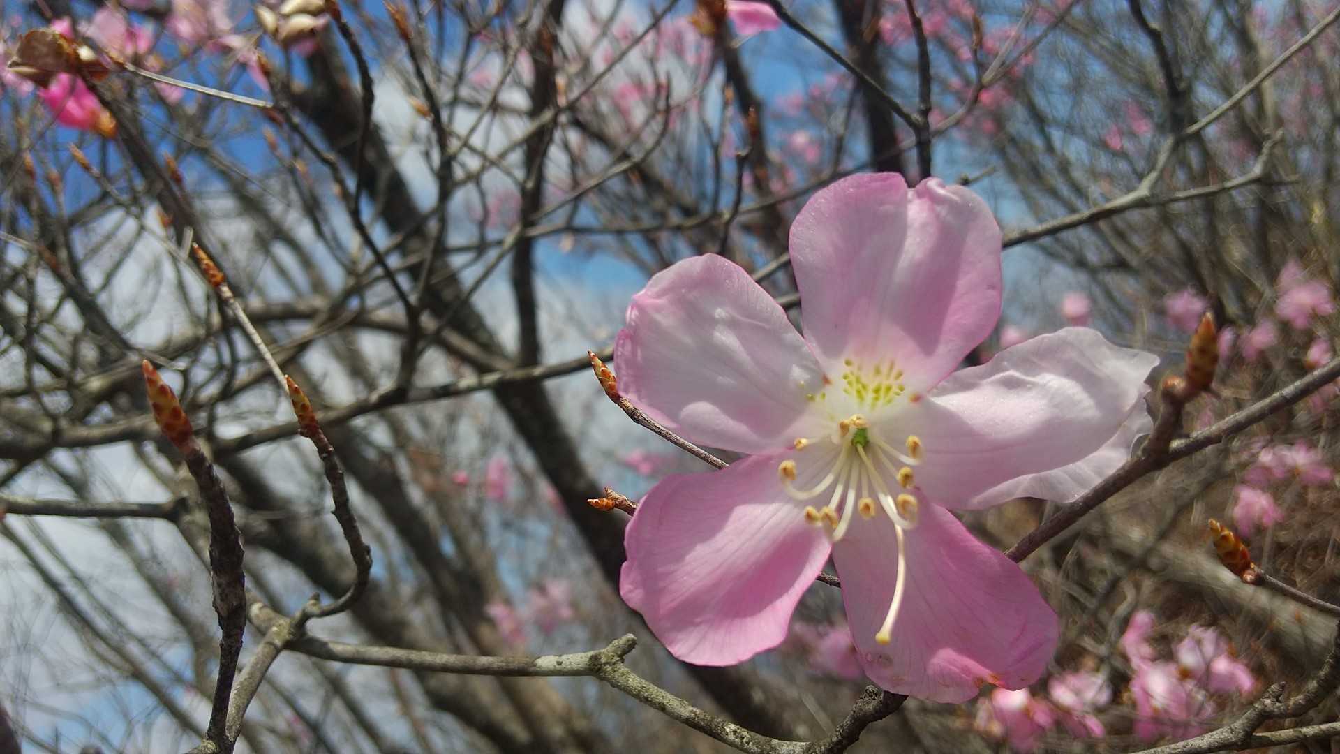 アカヤシオです🙂