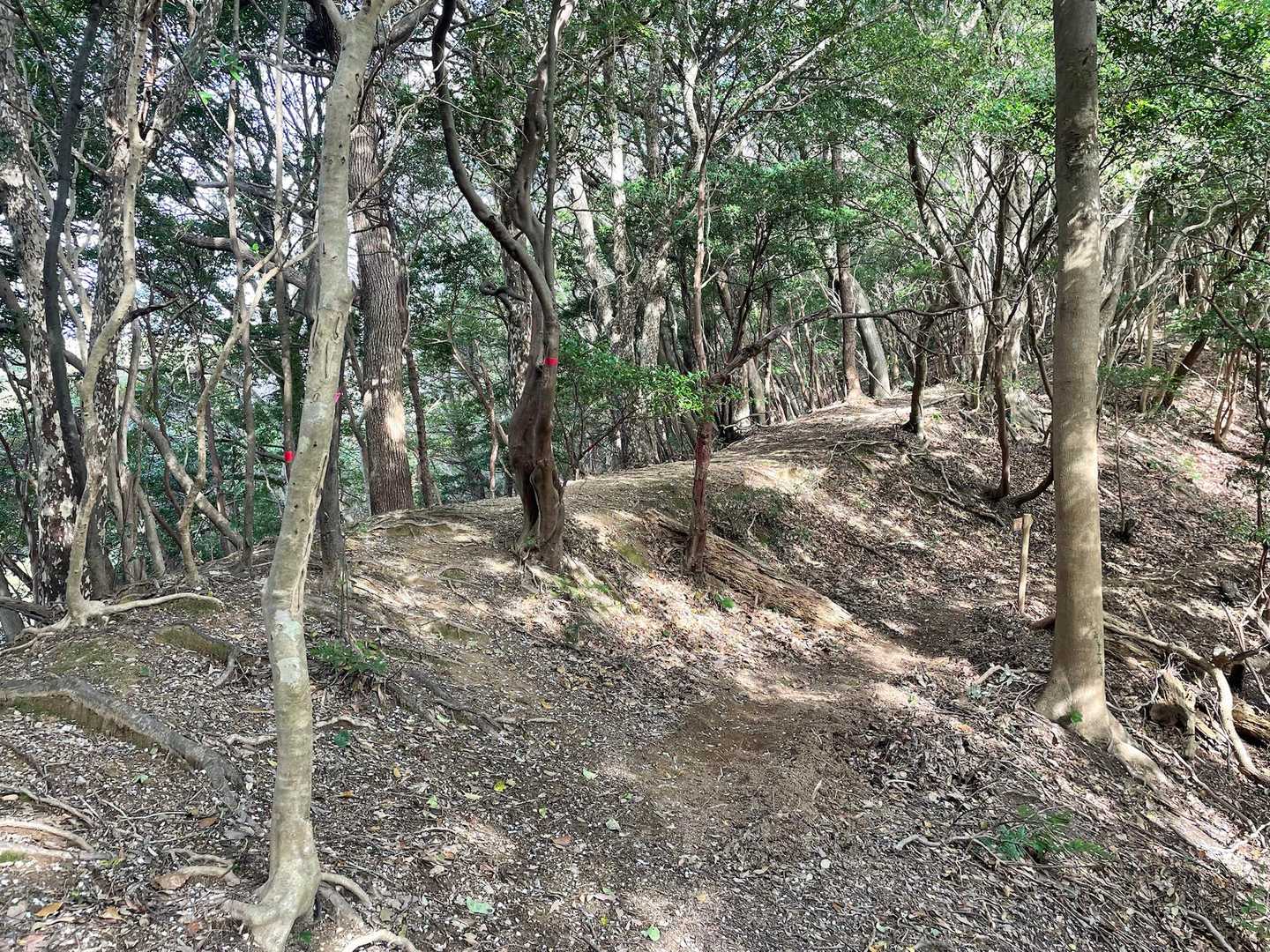 尾根道→白石山
トラバース→大山桜