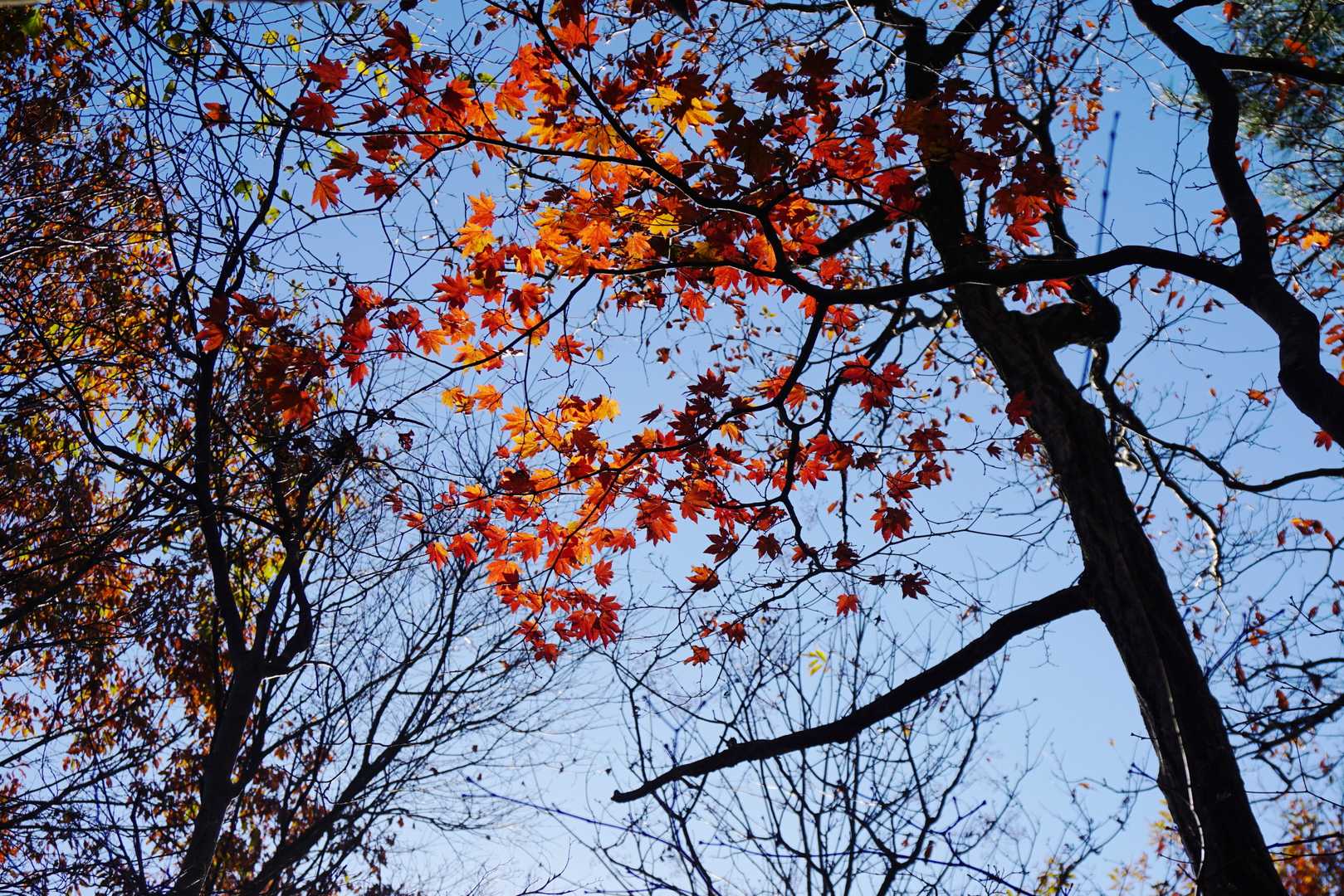 《登山口～ホノケ》

僅かに残った「紅」は陽射しを透かして美しく...
(h)