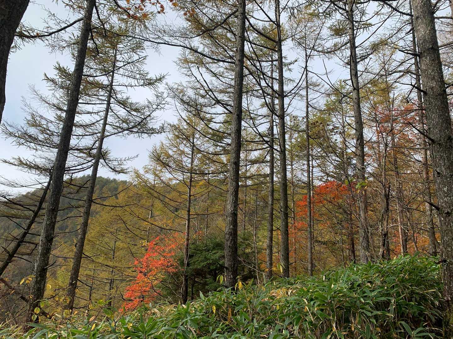 足元は笹ですが
手入れが入り登山道が守られています