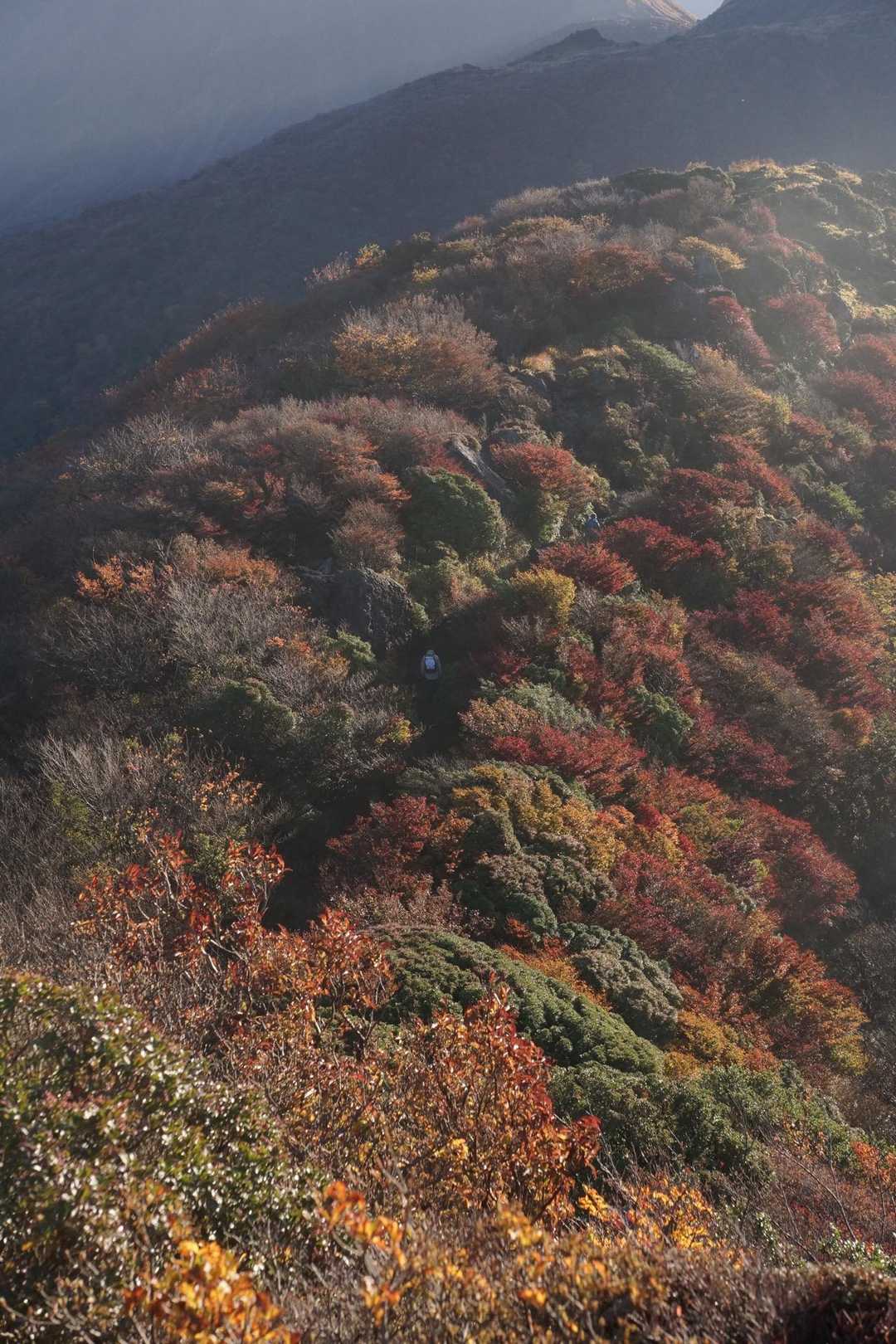 朝日に照らされて、きらきら綺麗でした🥺🍁