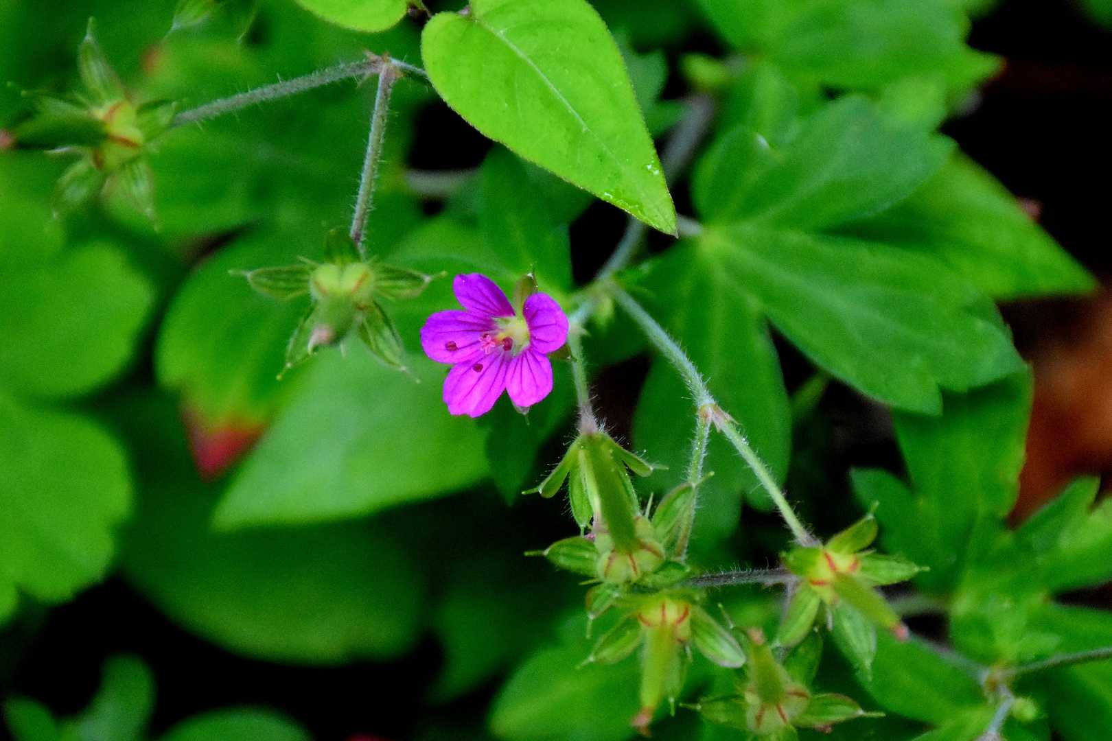 ゲンノショウコ（赤花）
登山口のすぐ脇で見つけました