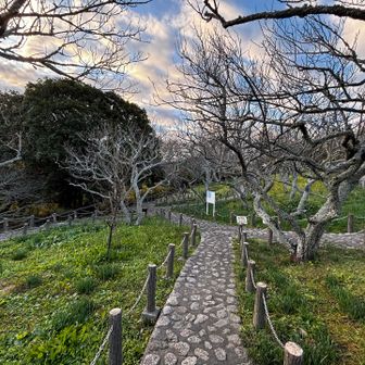 田浦梅林を歩きます。

「山登りは好きですよ。上り坂でなければ、もっといいんですけどね。」