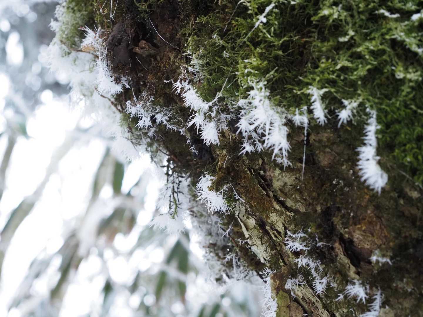 樹を覆ってる苔にも霧氷✨