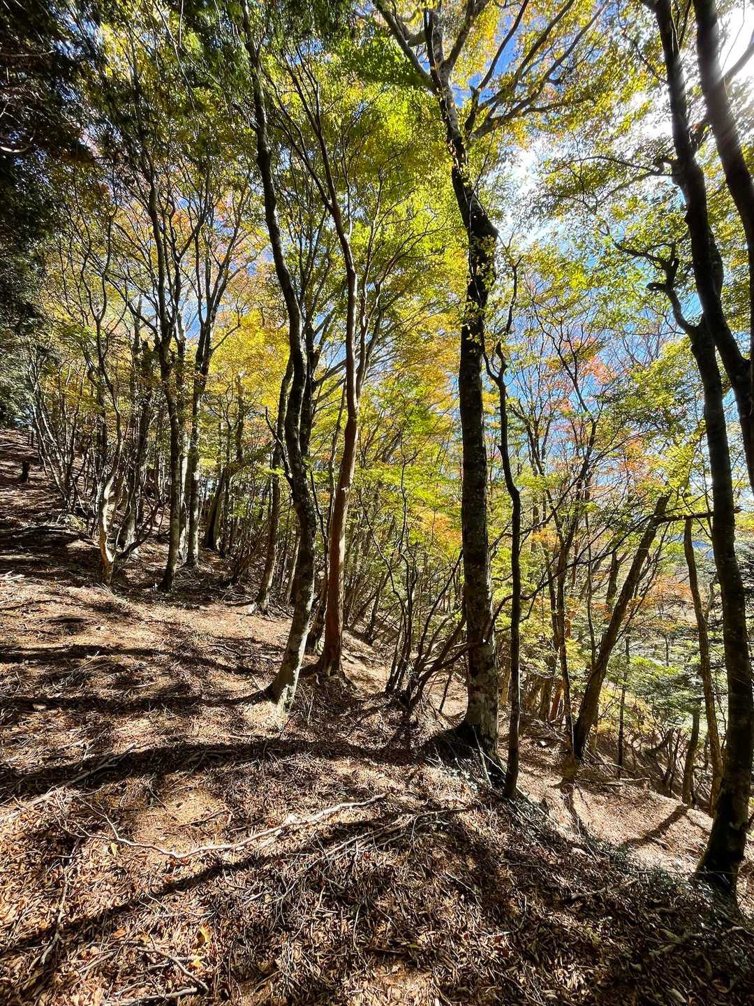 大台山麓休憩施設-伯母峰峠-伯母ヶ峯 往復コースの写真