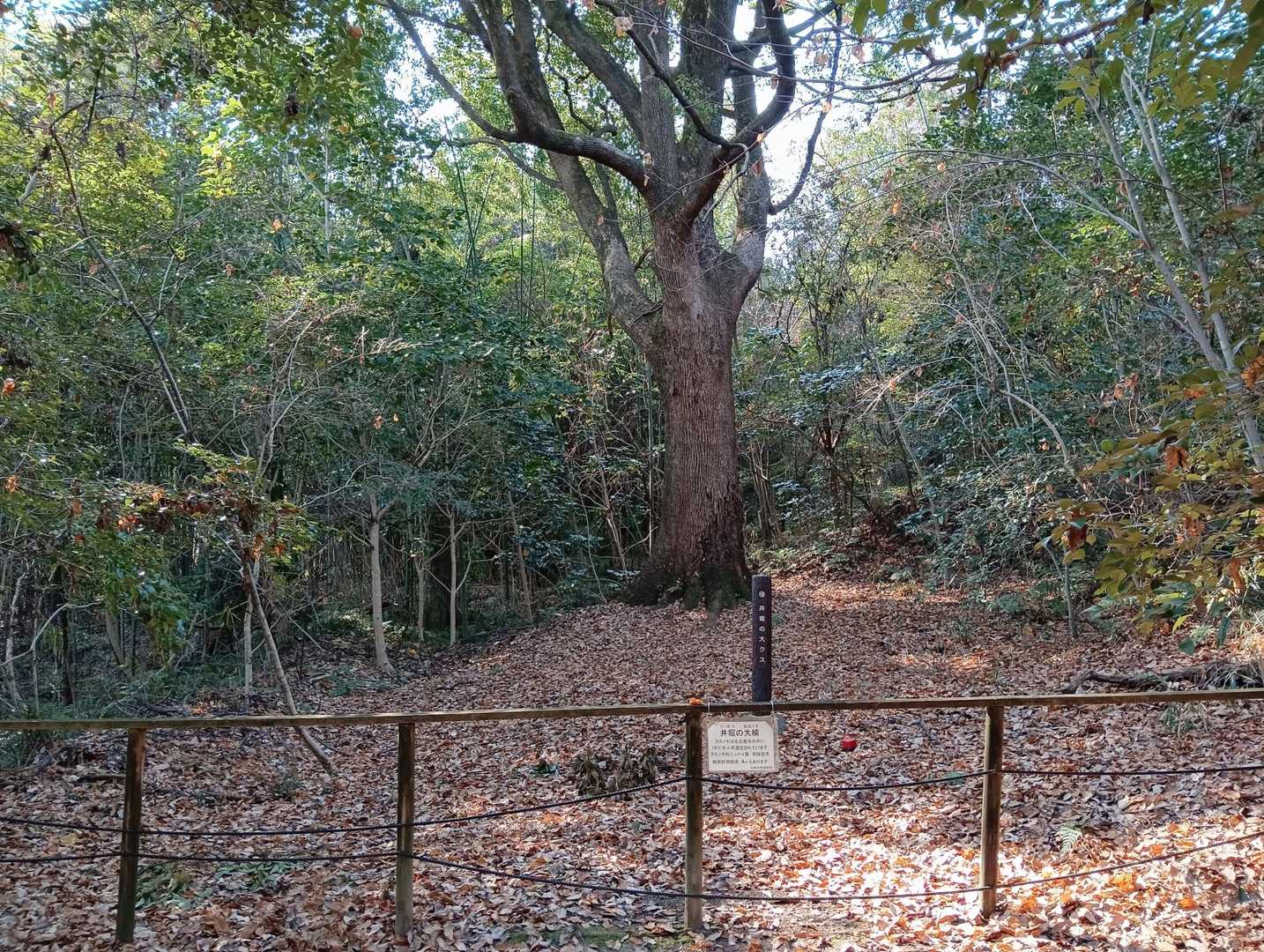 井堀の大楠（下部）