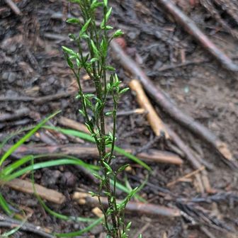 キッコウハグマ
たくさんつぼみ？がありますが、こんなに花が咲くんでしょうか？！