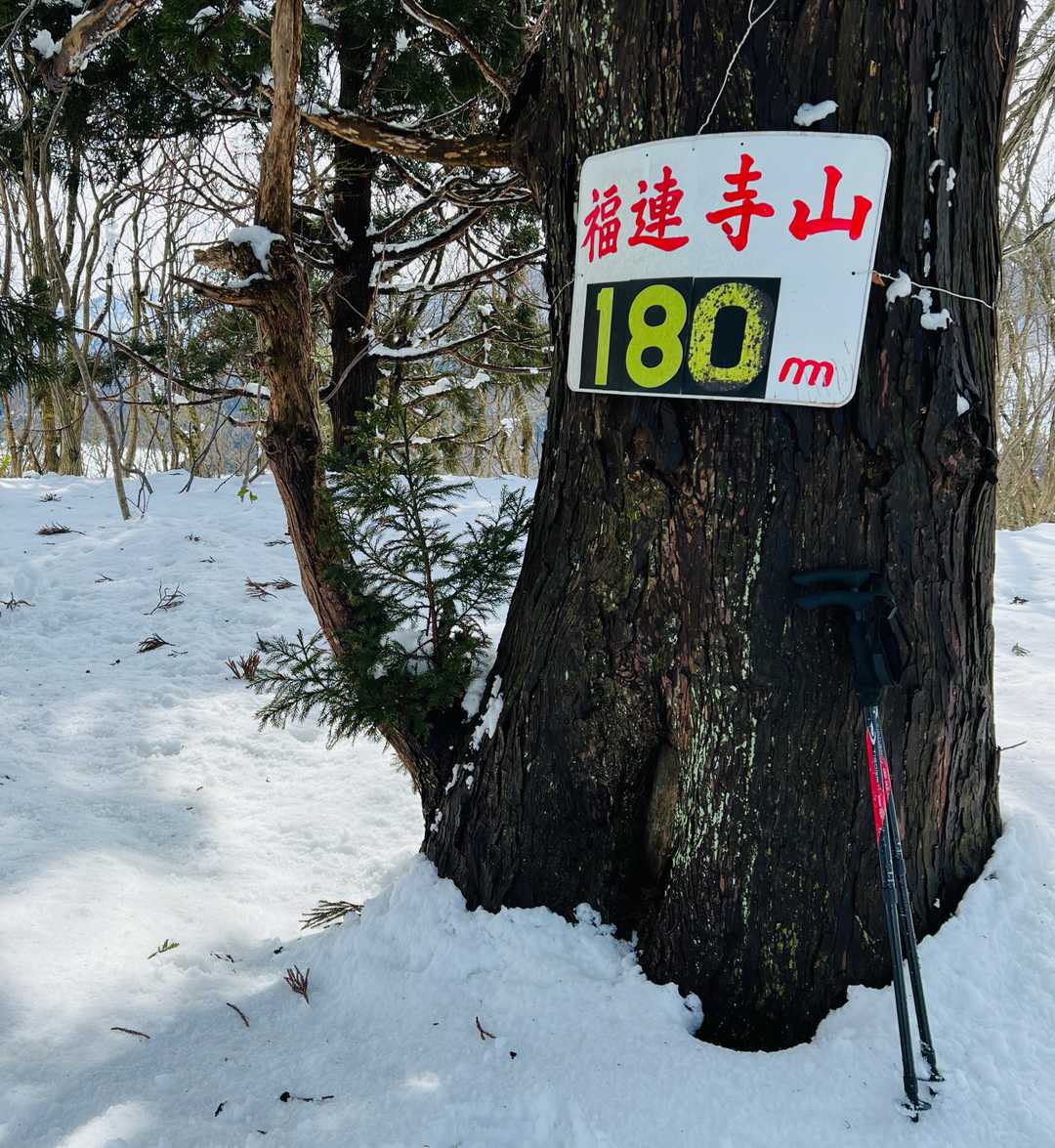 ようやく福蓮寺山山頂へ到着。お疲れ山。誰もいないし、足跡もなし。この杉は立派で麓からも良く見えた。
