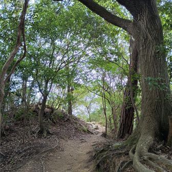結構涼しくて快適やー
ゆく夏を惜しんでか、蝉の合唱がスゴイ。

それにしても誰も歩いてない。
地球人類は滅亡したか。
イノシシには２度遭遇…