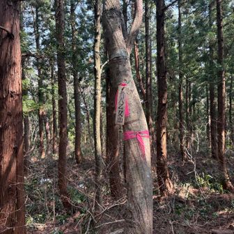 とうちゃこ　今日は八乙女山には行かず