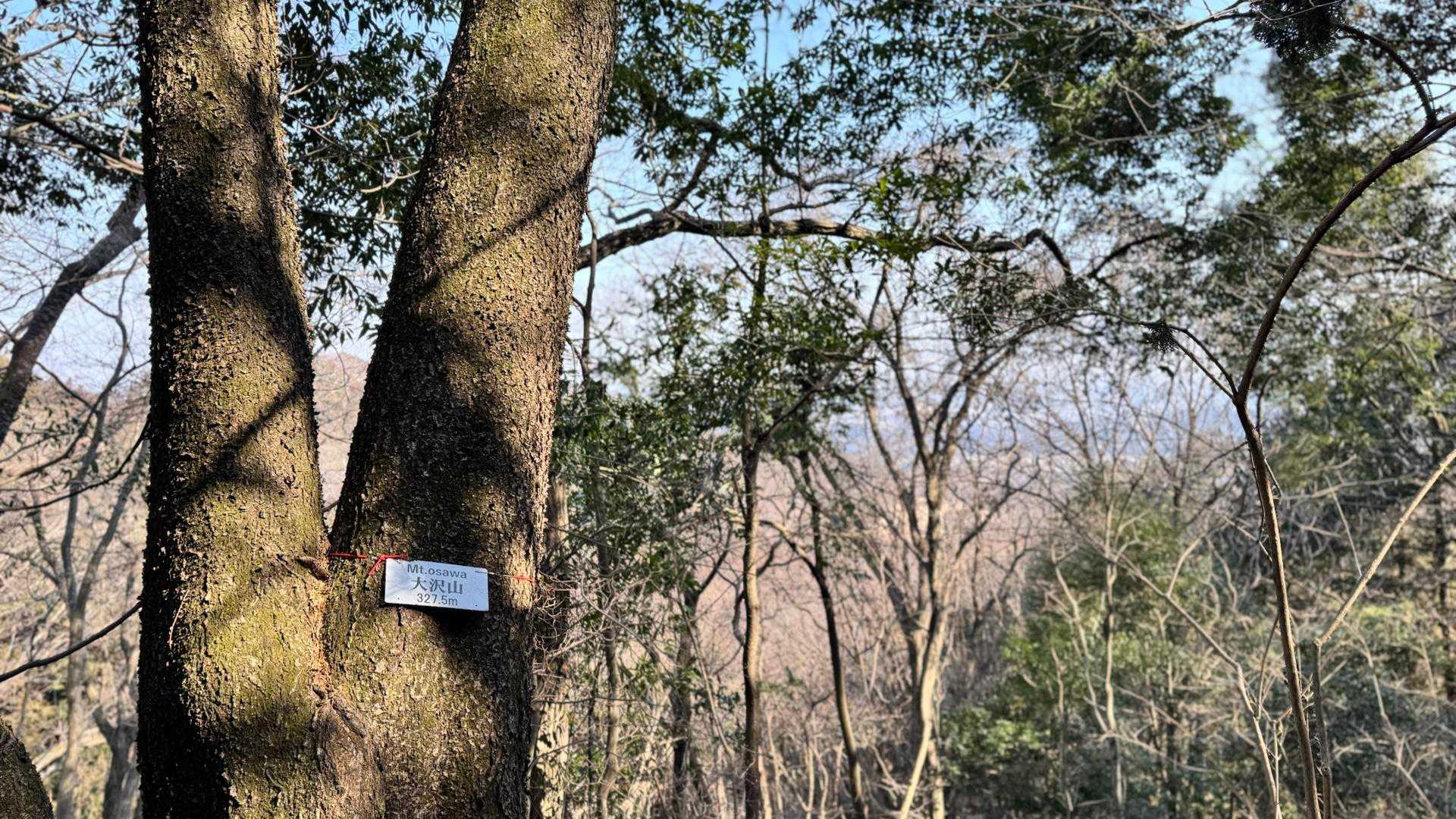 大沢山山頂。
眺望は望めません…
でも立派な木です🪾