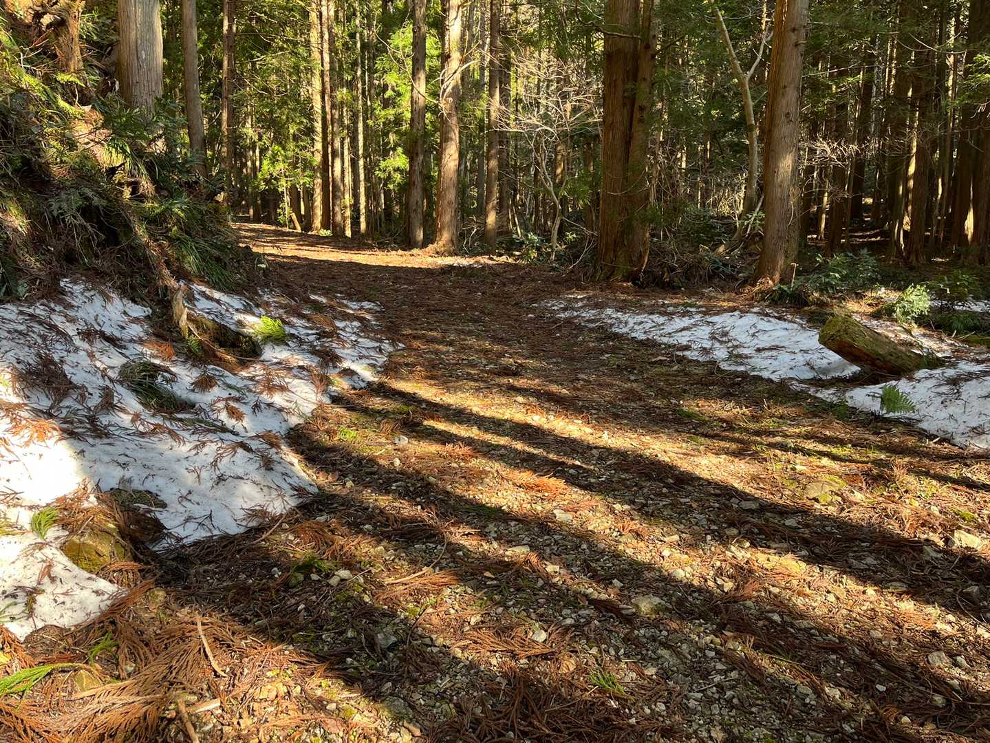 雪が