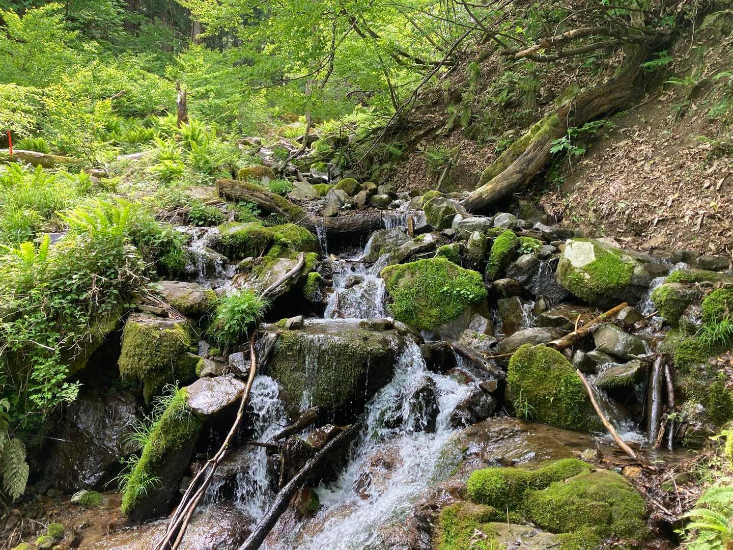 保田経ヶ岳 往復コースの写真