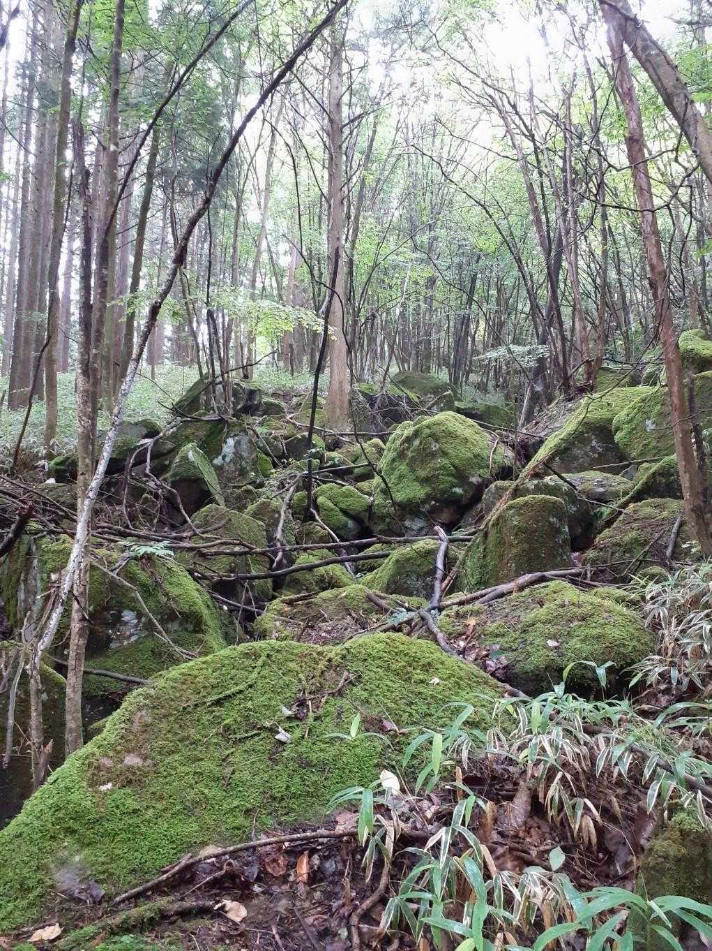 笠置山 周回コースの写真