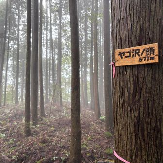 小ピーク、ヤゴ沢ノ頭に寄り道。