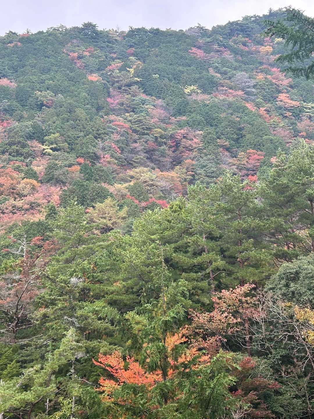 黄色い旗に戻りました。
雨も少し降って来た