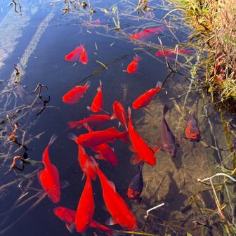 綺麗な色の金魚✨