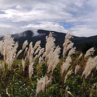 ススキと山頂方向