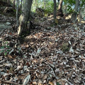 ロープ出てきたと思ったらさらに激登り💦
登りはいいけど、下りは積もった葉っぱで絶対滑るやつ〜