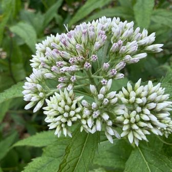 ヒヨドリバナ(鵯花)…は、開花し始め。
さすがに風🌬️が強いのでアサギマダラ(浅葱斑)はいない。
