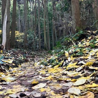 登山道に黄色い葉っぱで黄金の絨毯❣️