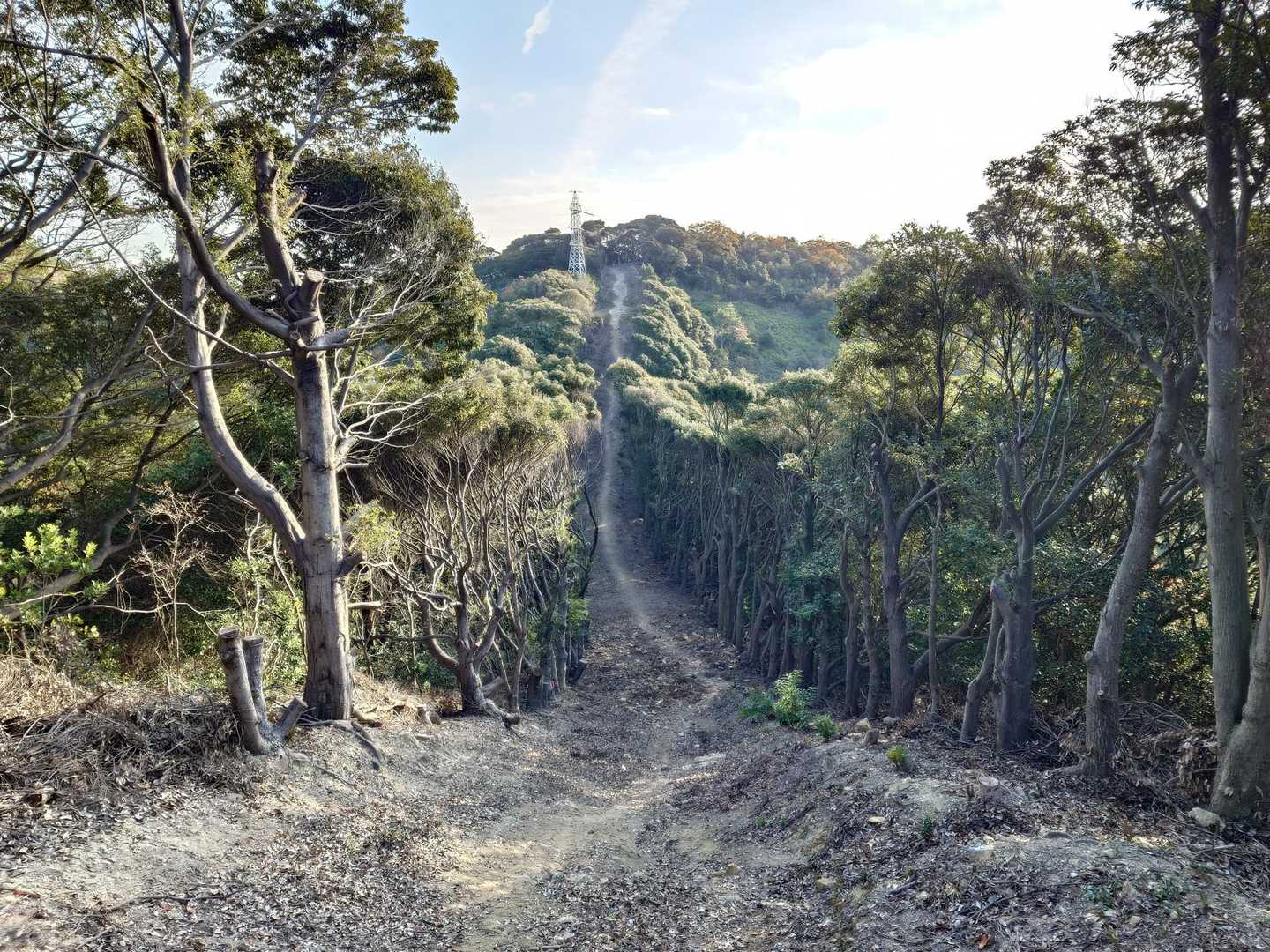 後山に行こうと思ったら防火林で山道が伐採してある。最初は何かの工事かと思った🚧
あまり歩く人がいないのがなんとなくわかった気がする。