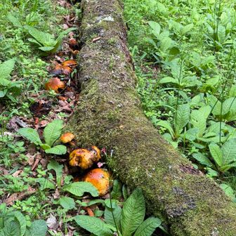 キノコ🍄たくさん😆