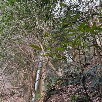六甲山・長峰山・摩耶山 紅葉谷第二堰堤
右➡️を巻きます