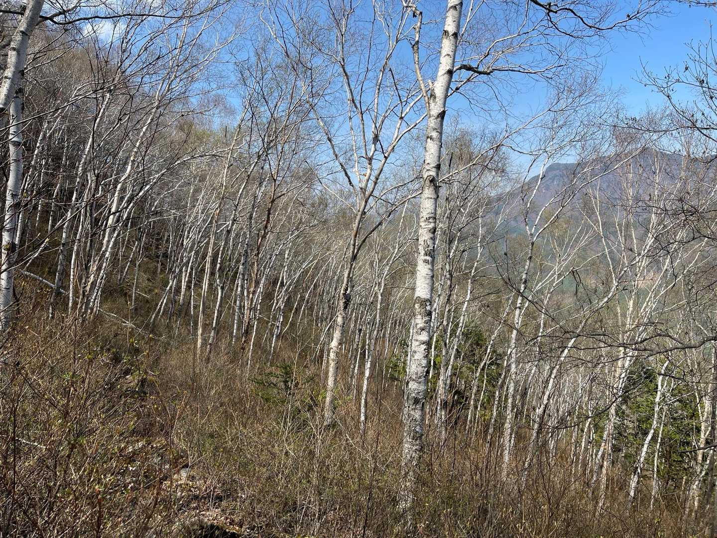 凄い数の白樺❗️
気持ちいい山でした😁