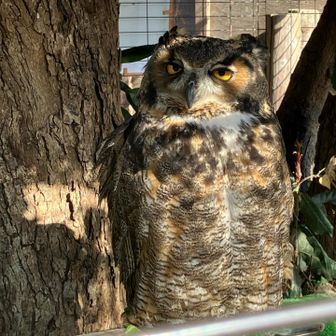 宮地獄神社は、フクロウが神の使いとして崇められているそうな。金の〇を運んで来たとか

フクロウってよく見ると目が怖い😱
瞬きもせずに冷ややかな目でこっち見て。いざスマホ向けると180度後ろ向くんだもんな！オイオイ(^_^;)