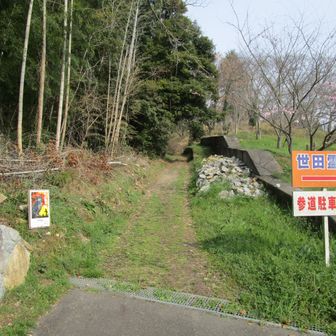 あっ、四季桜も咲いてる!?